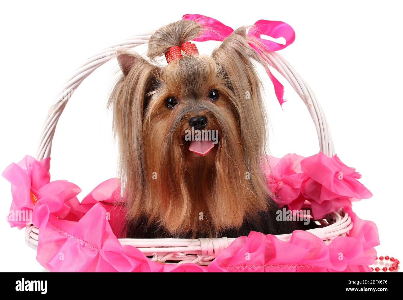 Beautiful Yorkshire Terrier In Basket Isolated On White Stock Photo Alamy Beautiful Yorkshire Terrier In Basket Isolated On White Stock Photo Alamy