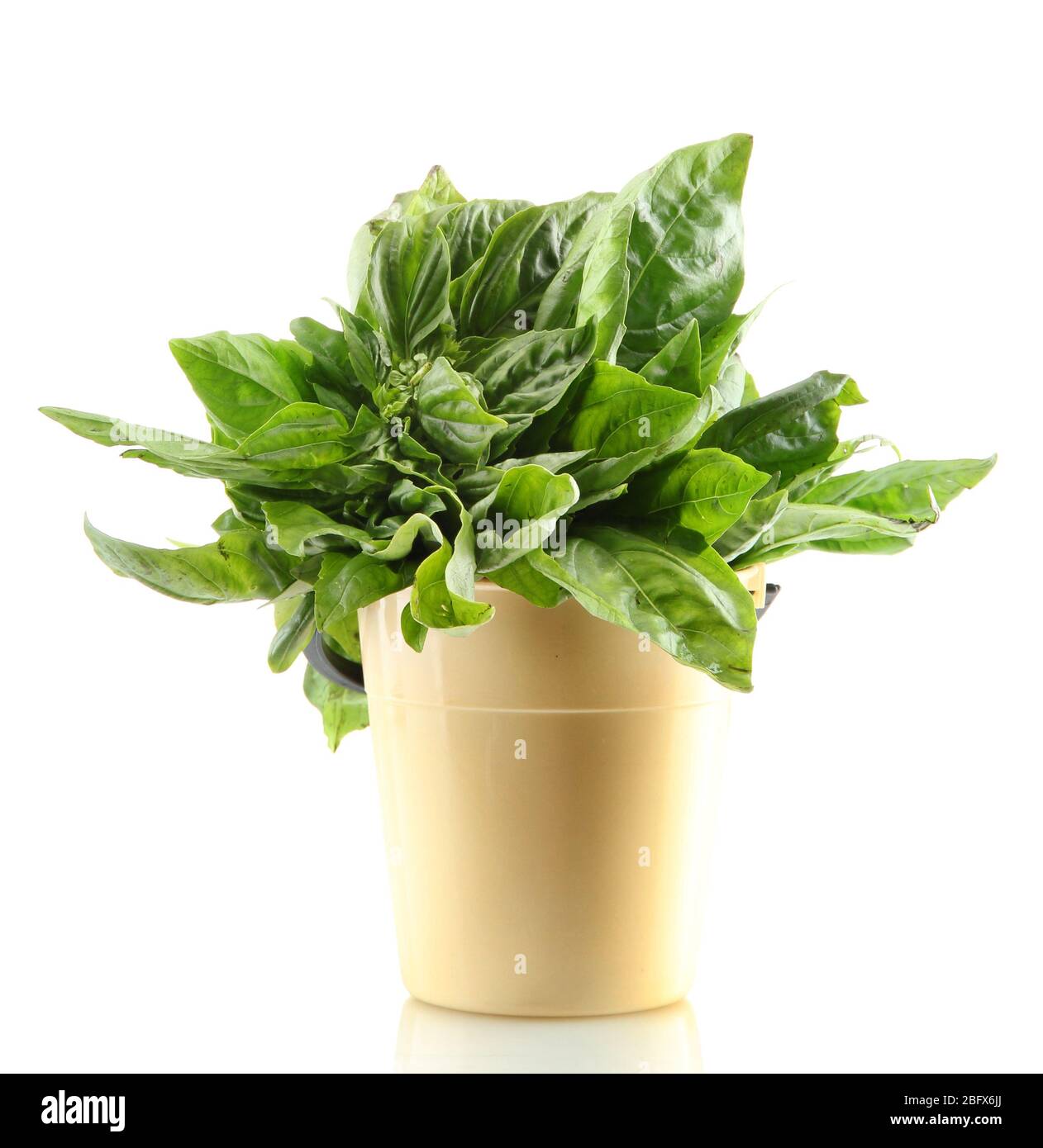 Green fresh basil in flowerpot, isolated on white Stock Photo - Alamy
