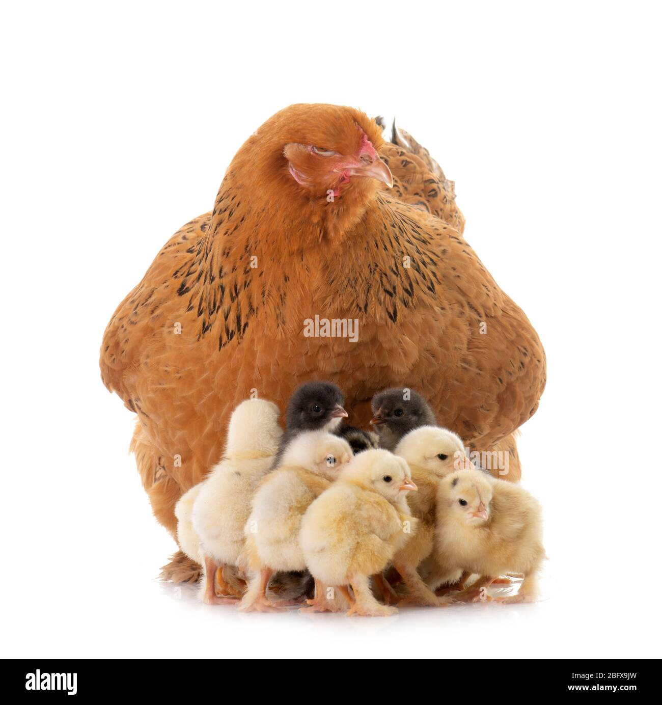 brahma chicken and chicks in a studio Stock Photo