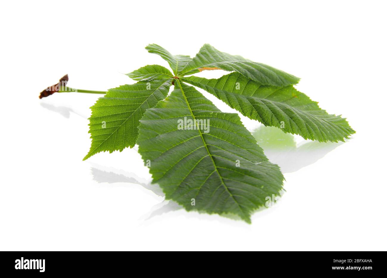 green leaf, isolated on white Stock Photo - Alamy