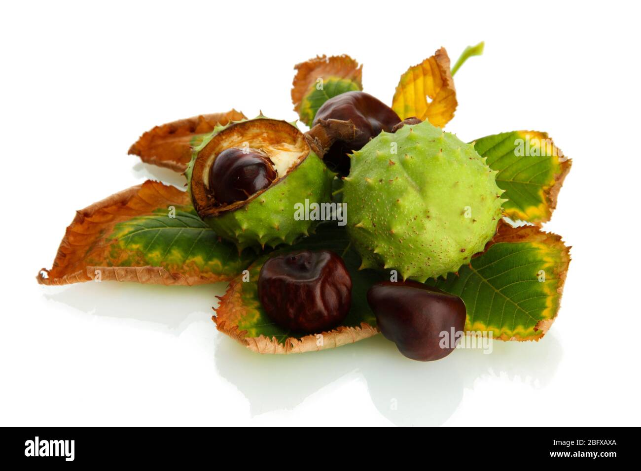 Chestnuts with autumn dried leaves, isolated on white Stock Photo - Alamy