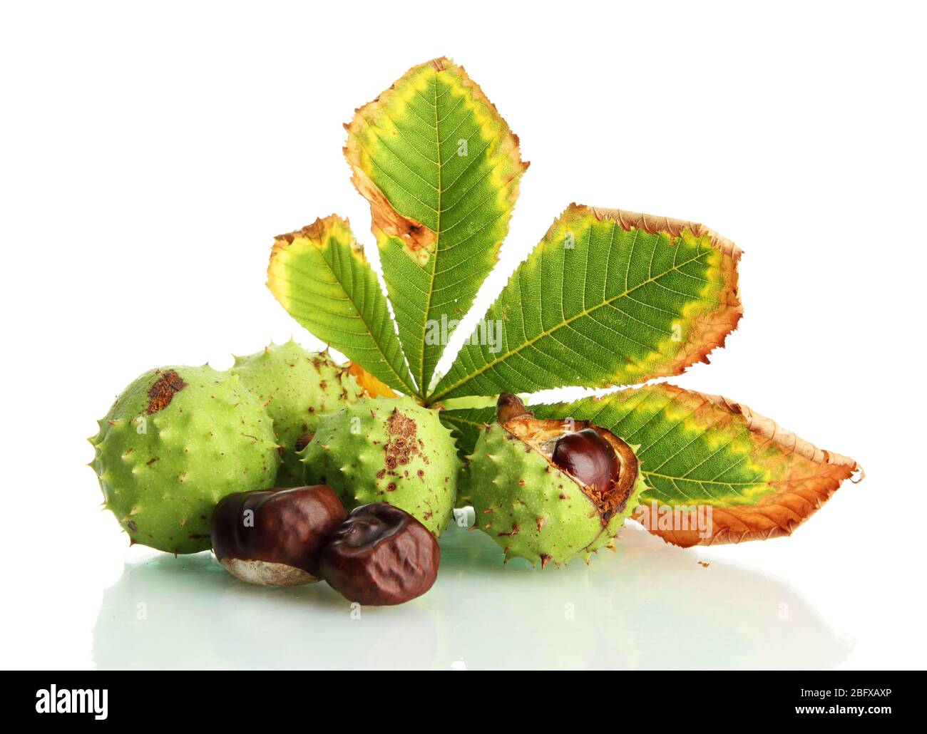 Chestnuts with autumn dried leaves, isolated on white Stock Photo - Alamy