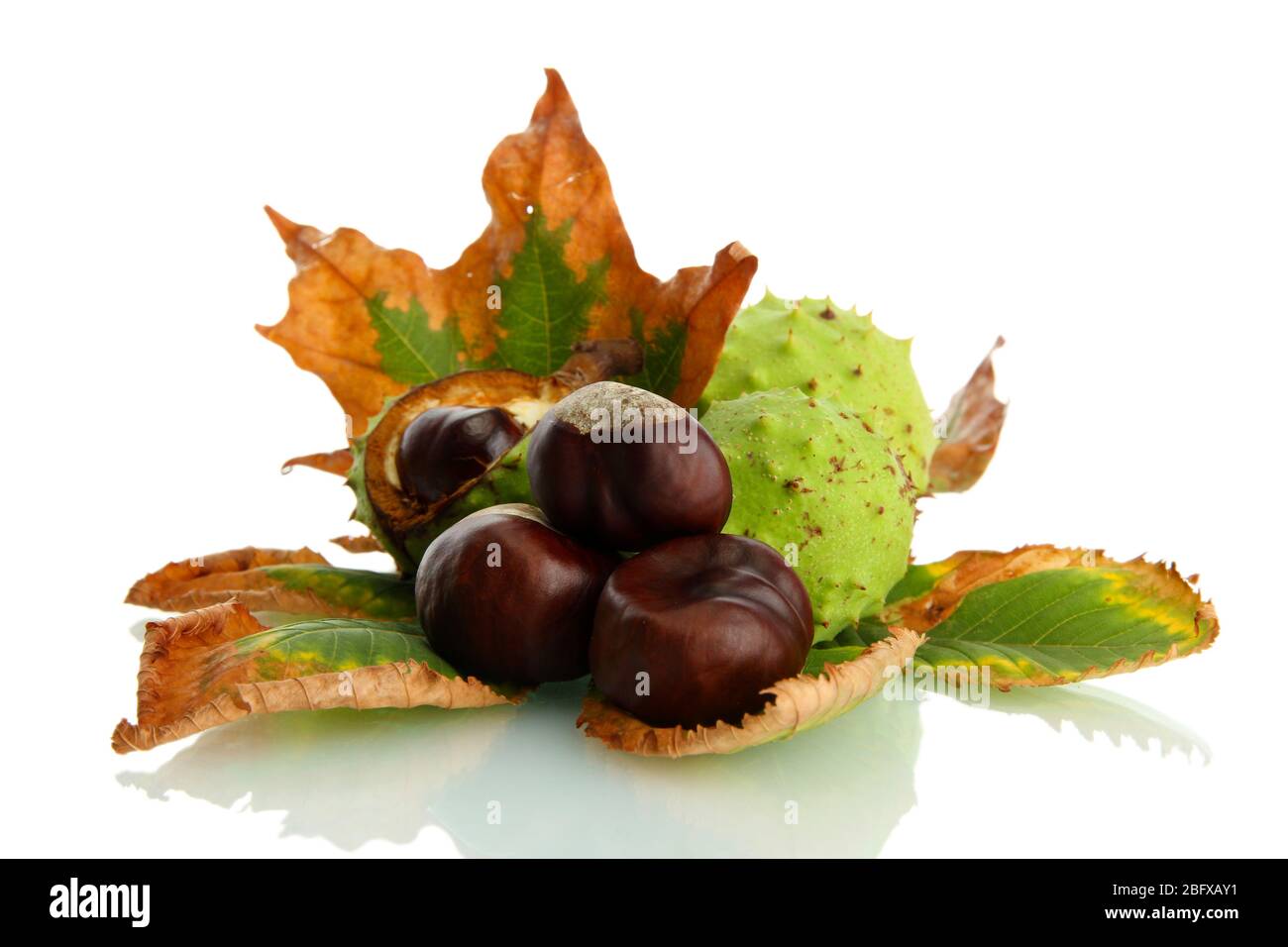 Chestnuts with autumn dried leaves, isolated on white Stock Photo - Alamy