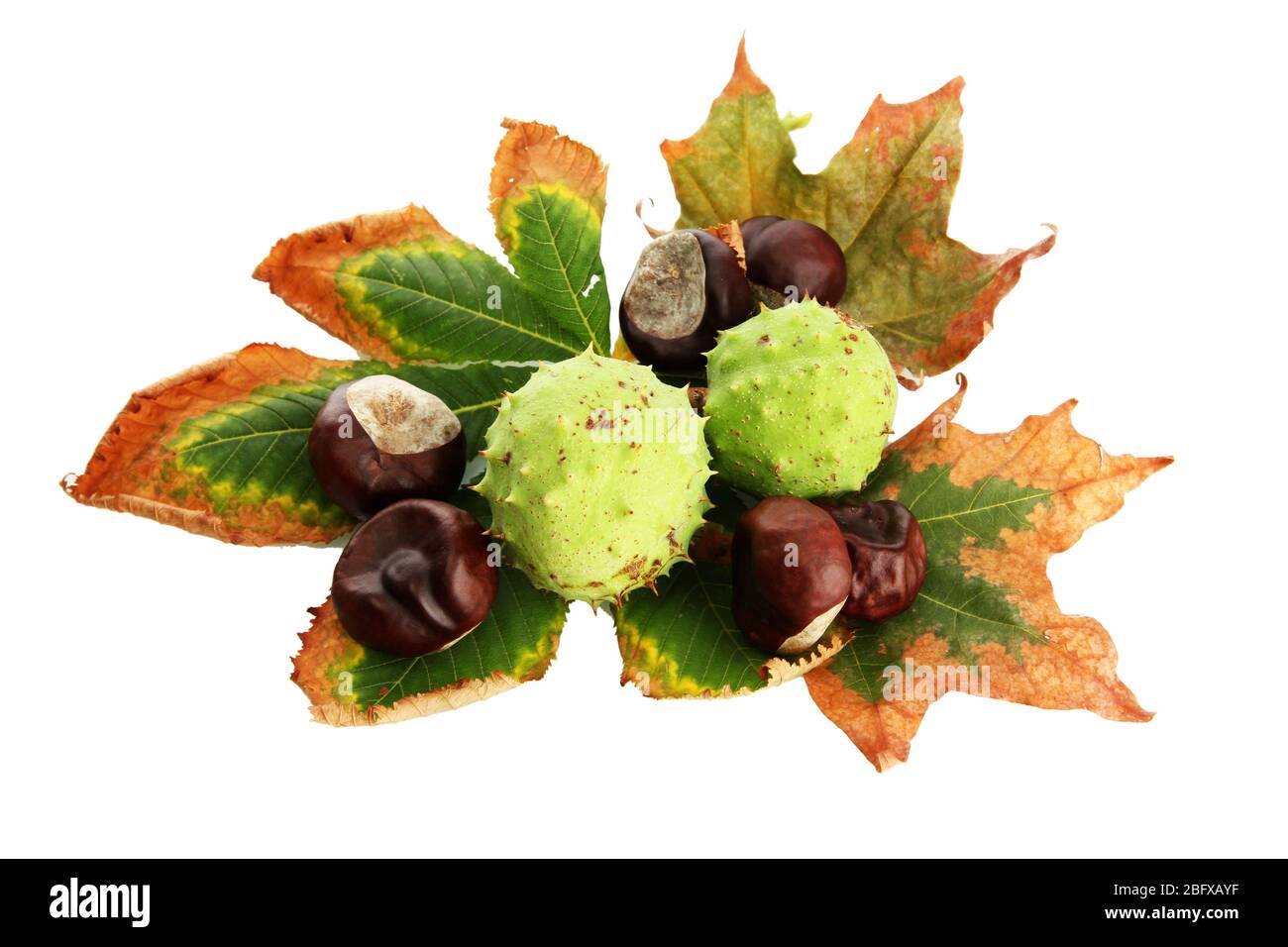Chestnuts with autumn dried leaves, isolated on white Stock Photo - Alamy