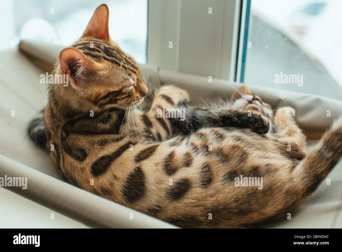 Cute little bengal kitty cat laying on the cat's window bed Stock Photo ...