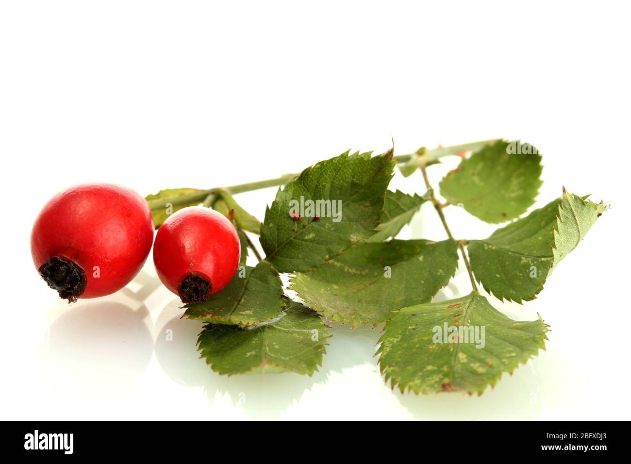 ripe hip roses on branch with leaves, isolated on white Stock Photo - Alamy