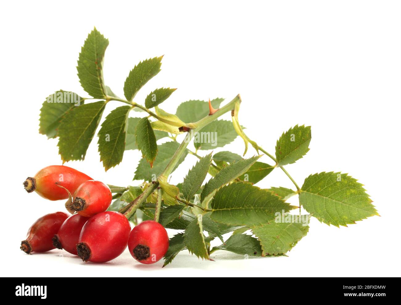ripe hip roses on branch with leaves, isolated on white Stock Photo - Alamy