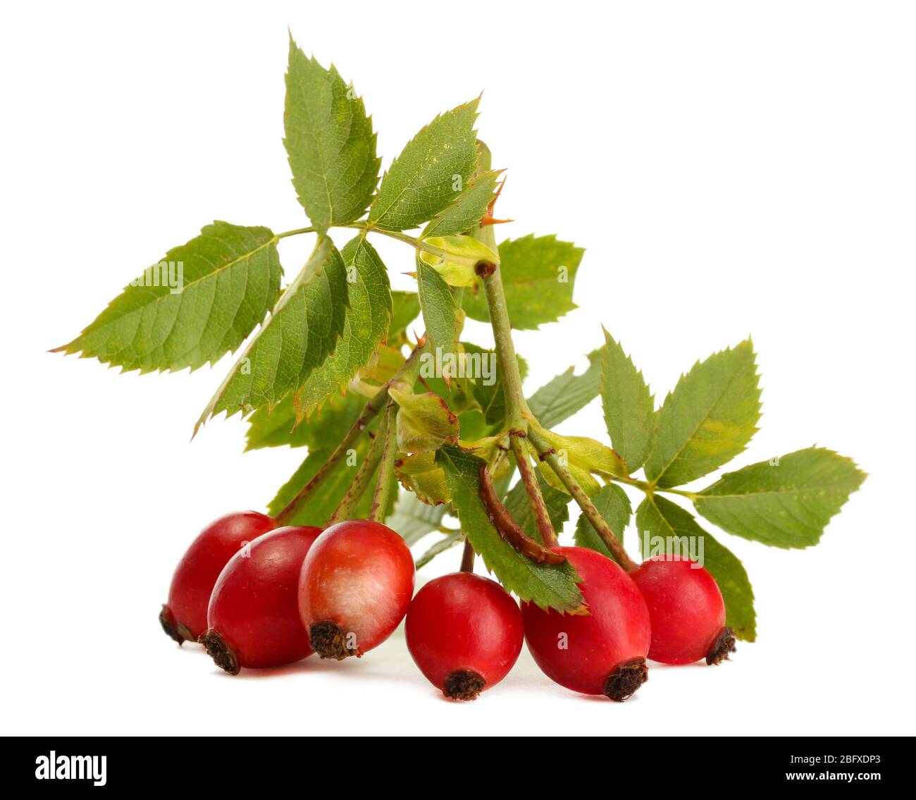 Bright red hips leaves Cut Out Stock Images & Pictures - Alamy