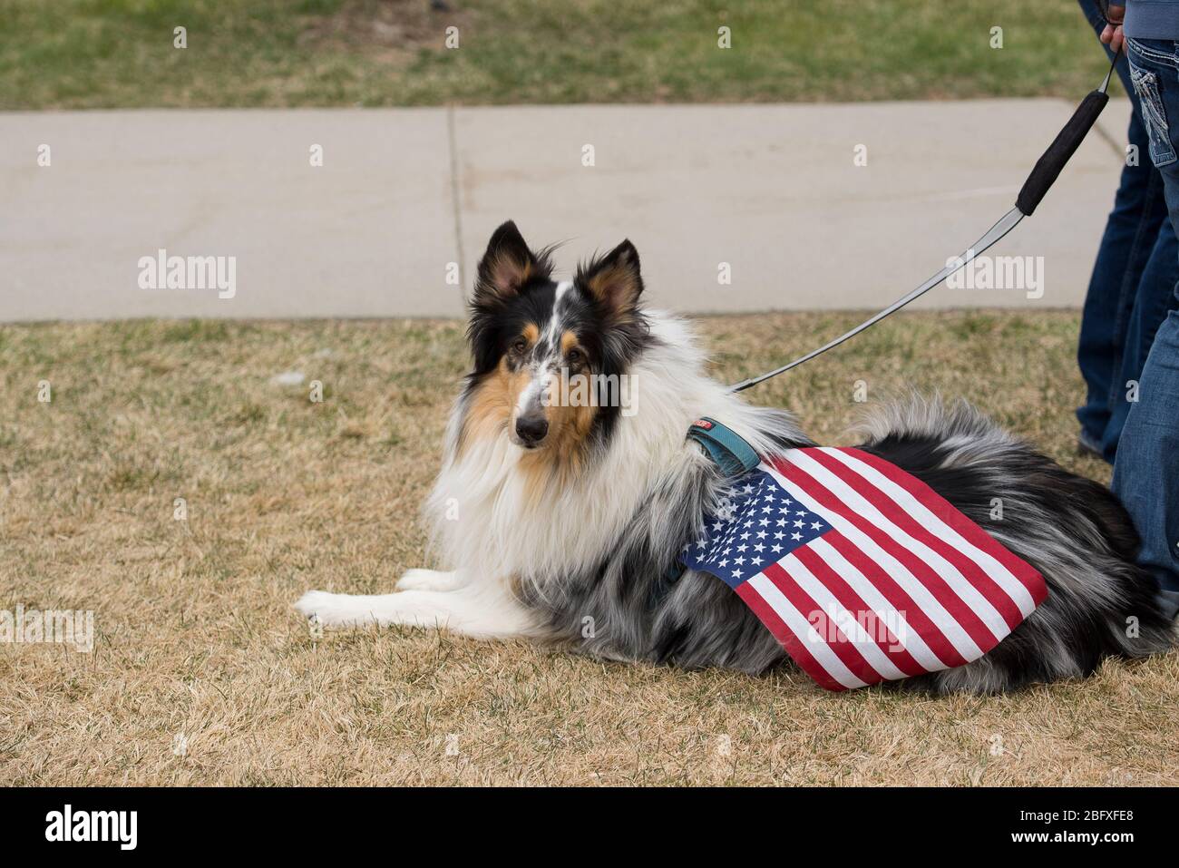 Helena, Montana - April 19, 2020: A border collie lying in the grass with an american flag on its back at a protest at the Capitol over the shutdown d Stock Photo