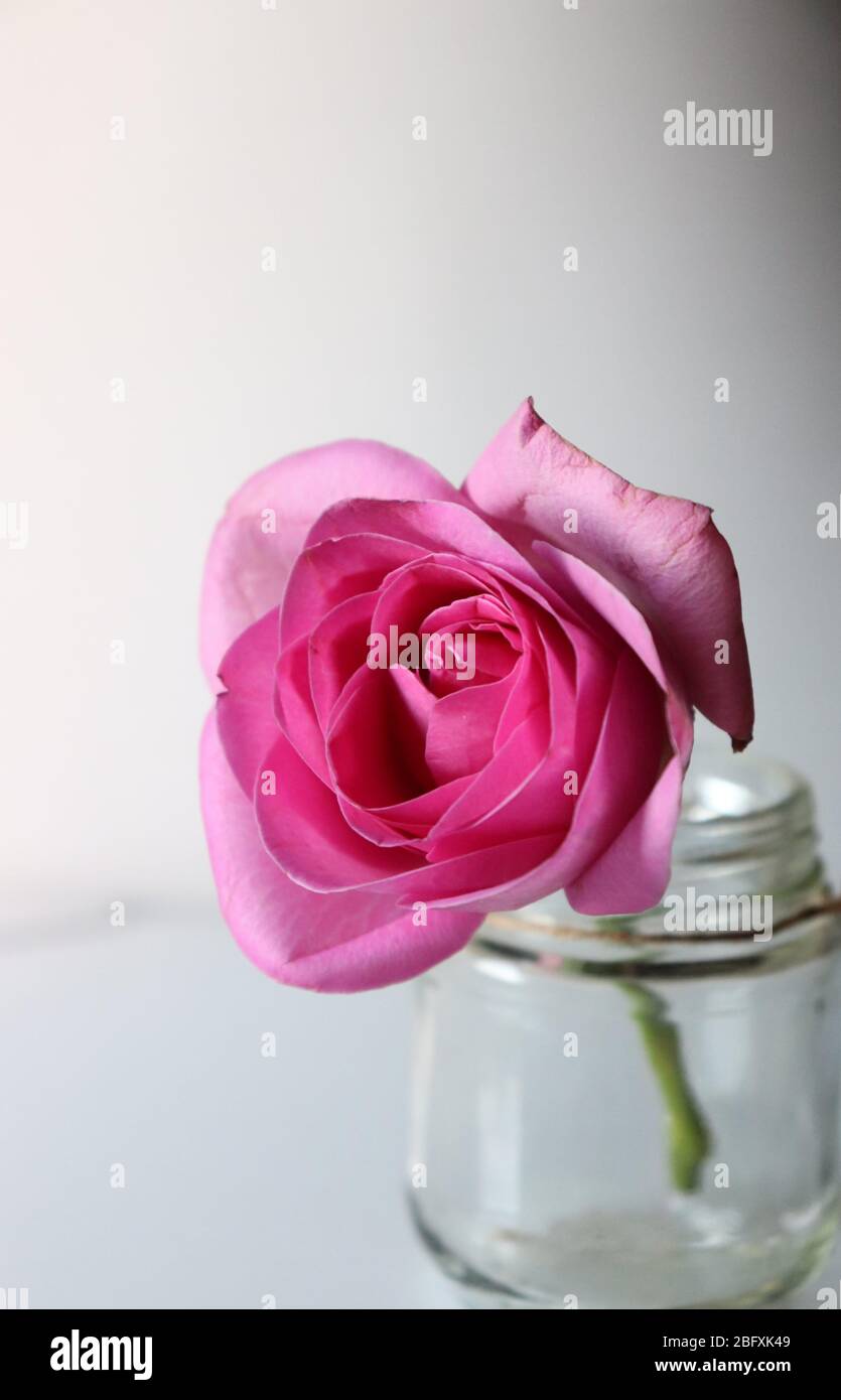 Baby pink rose flowers in a mason jar against white background Stock