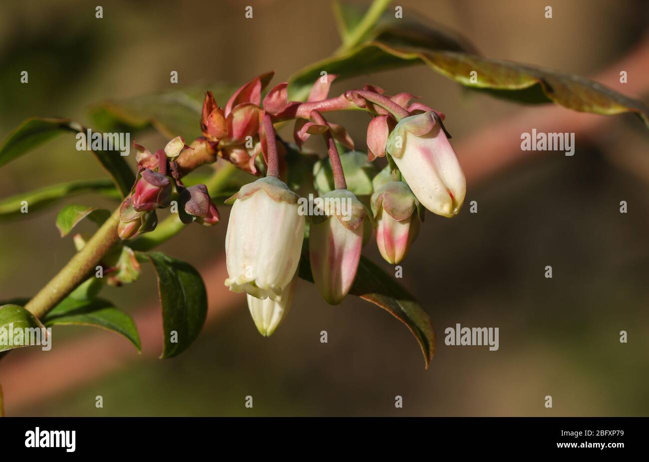 The buds and flowers of a beautiful Blueberry plant growing in a garden