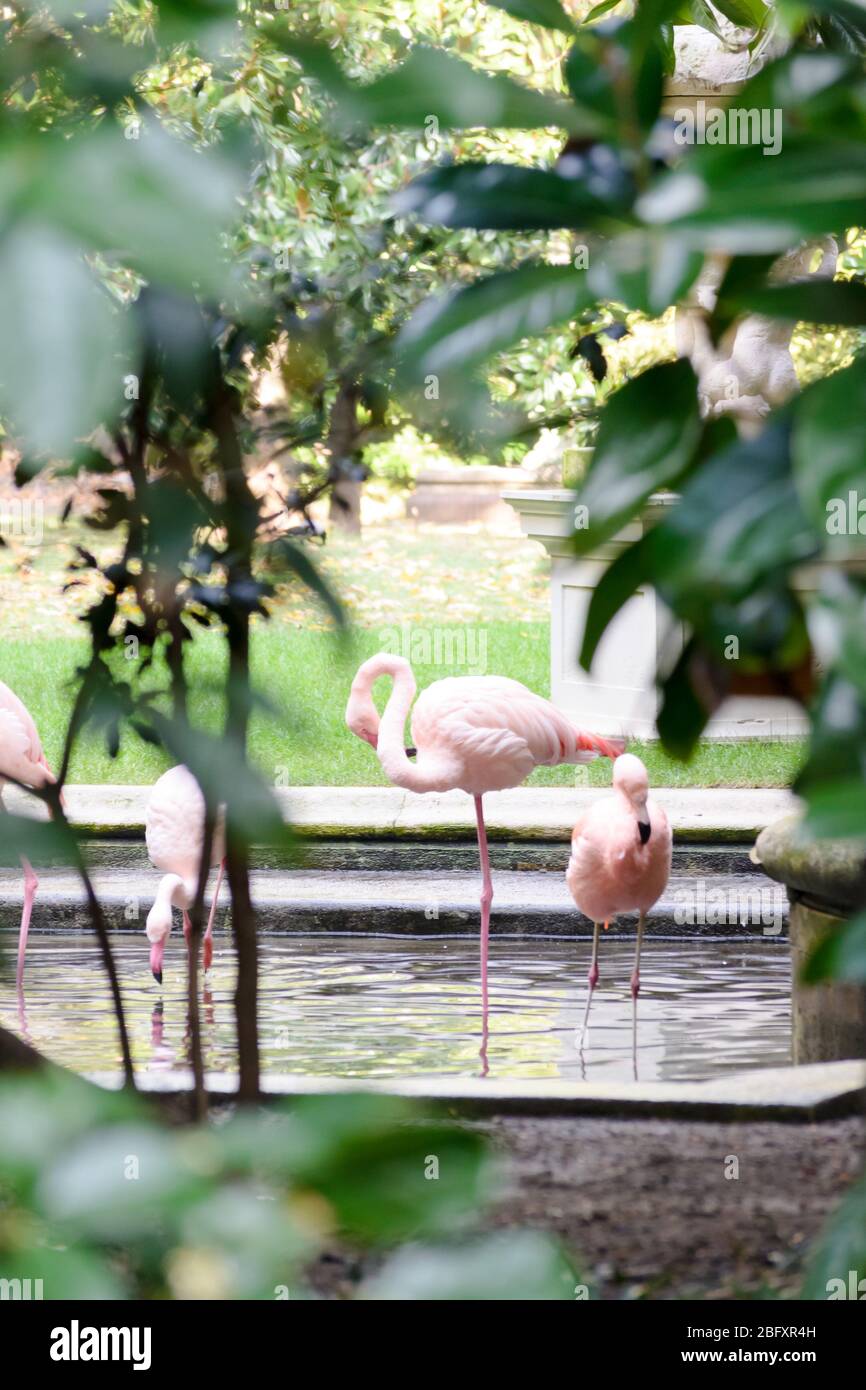 Pink flamingos in a fountain at Villa Invernizzi, a hidden garden in  Milano, Italy Stock Photo - Alamy