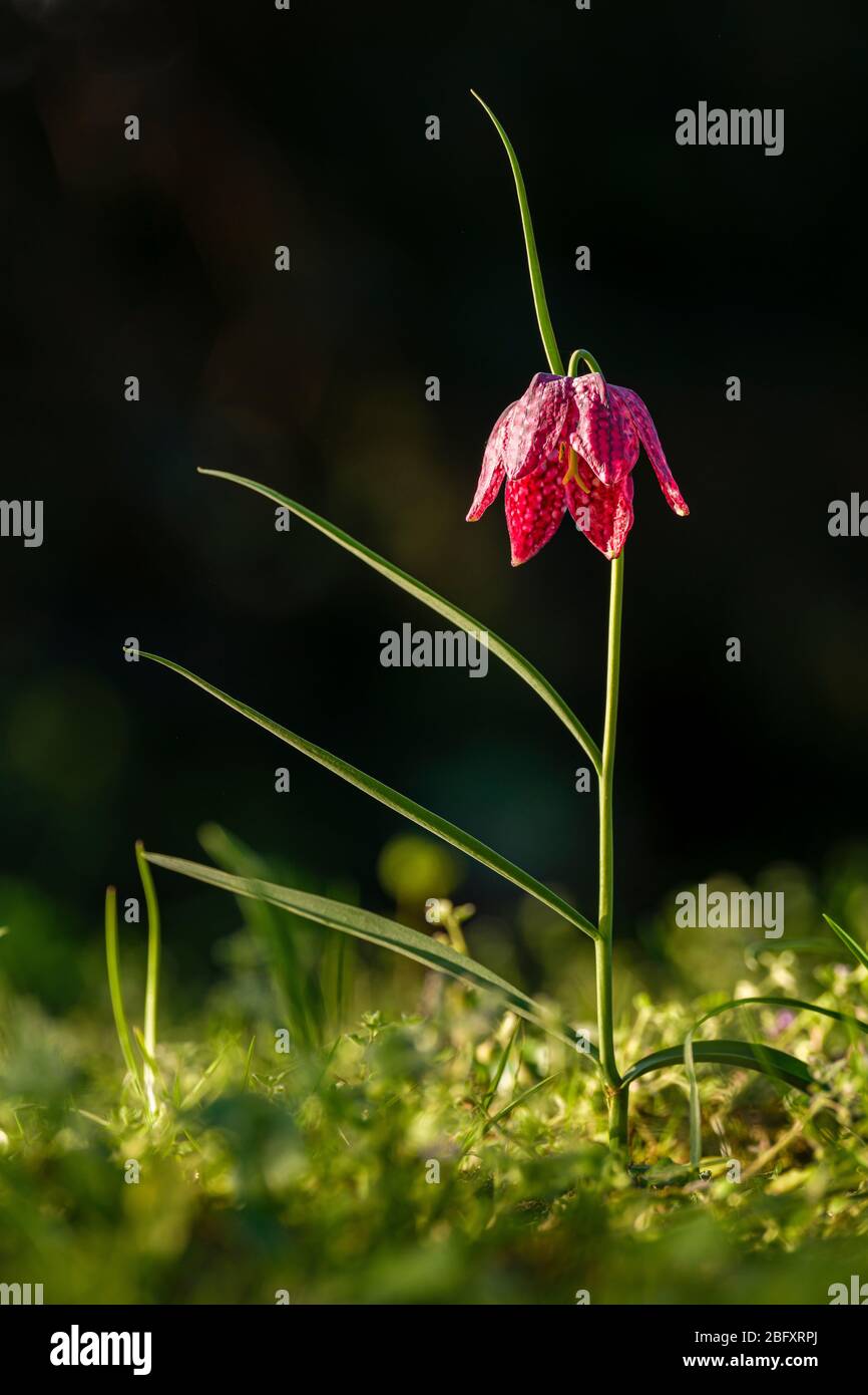 A purple snake's head, chess flower (Fritillaria meleagris) blooming Stock Photo