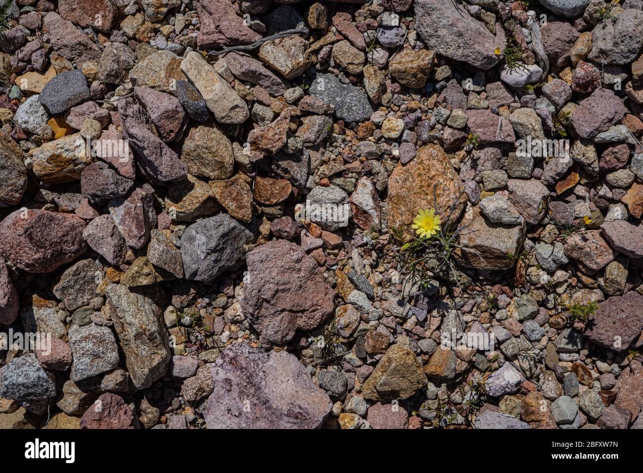 Colorful Rocks California Colored Rocks on the ground of the desert in southern California Stock ...