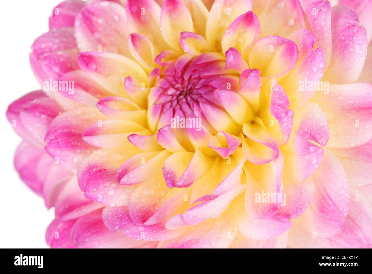Pink dahlia isolated on white Stock Photo - Alamy