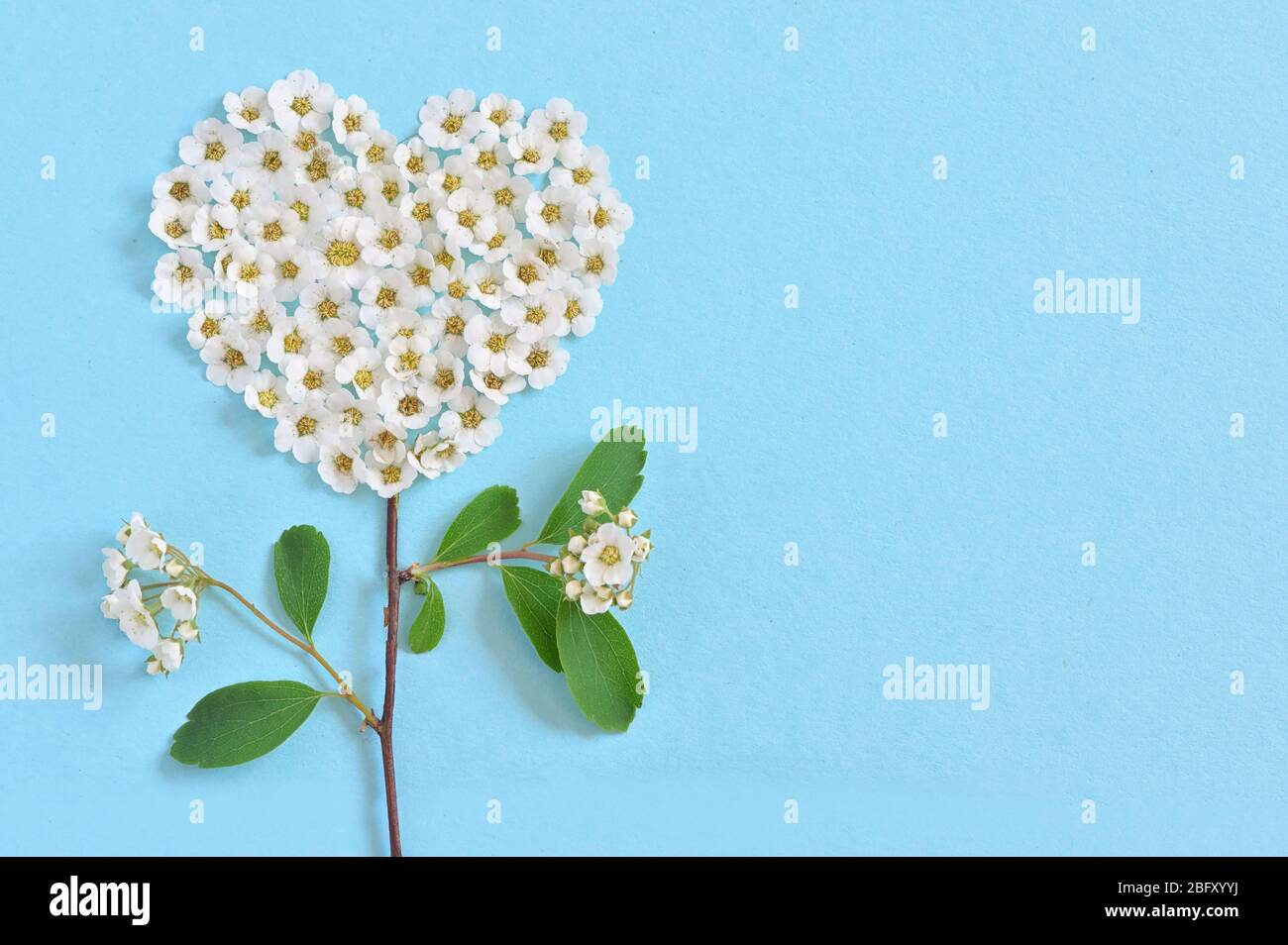 Concept of A White Spiraea Flowering in heart shape Stock Photo