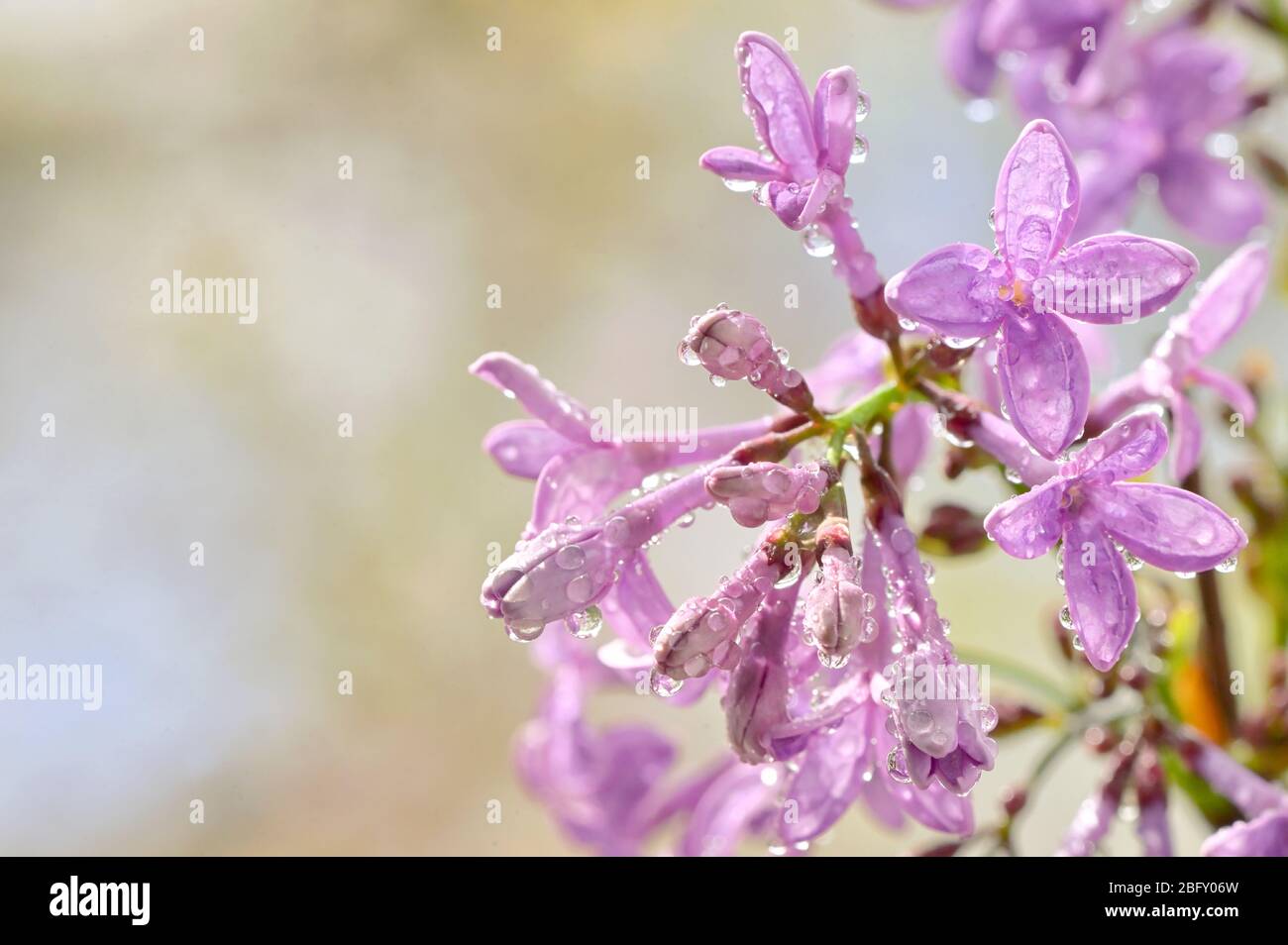 Macro of spring lilac flowers and water drops Stock Photo - Alamy