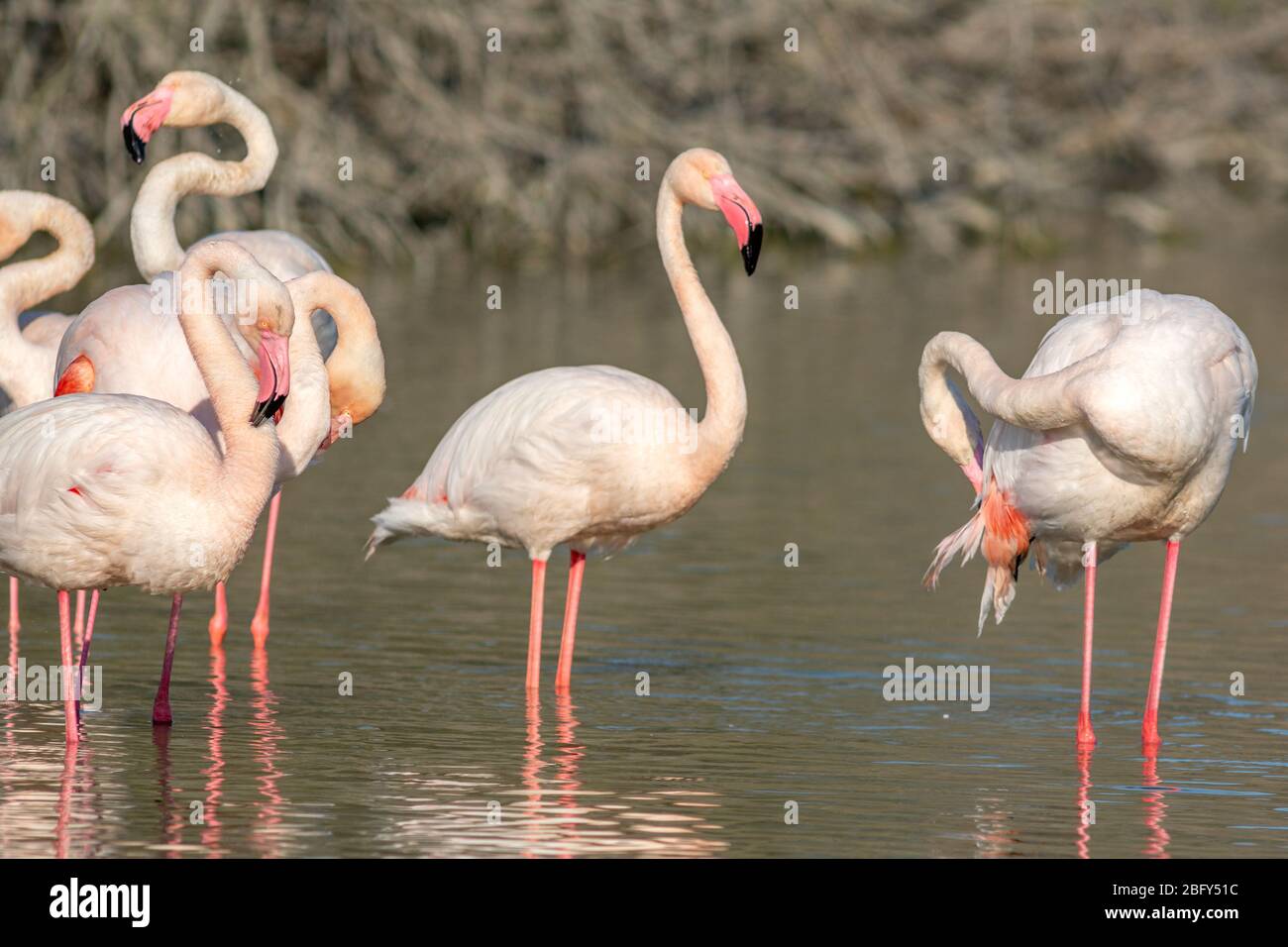 flamingos wading in the water in camargue Stock Photo