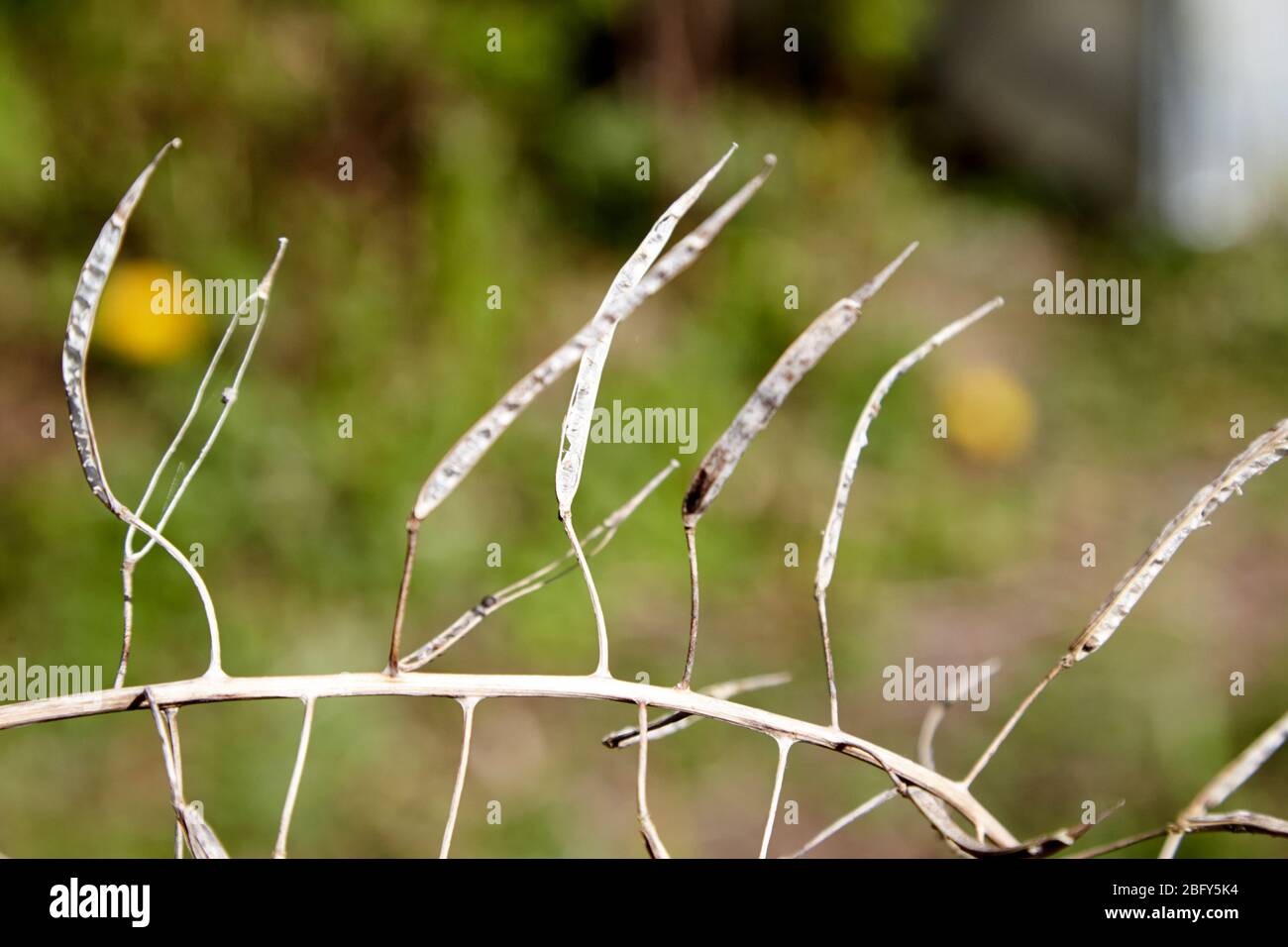 dried kale seed pods in a garden in Newtownabbey Northern Ireland UK