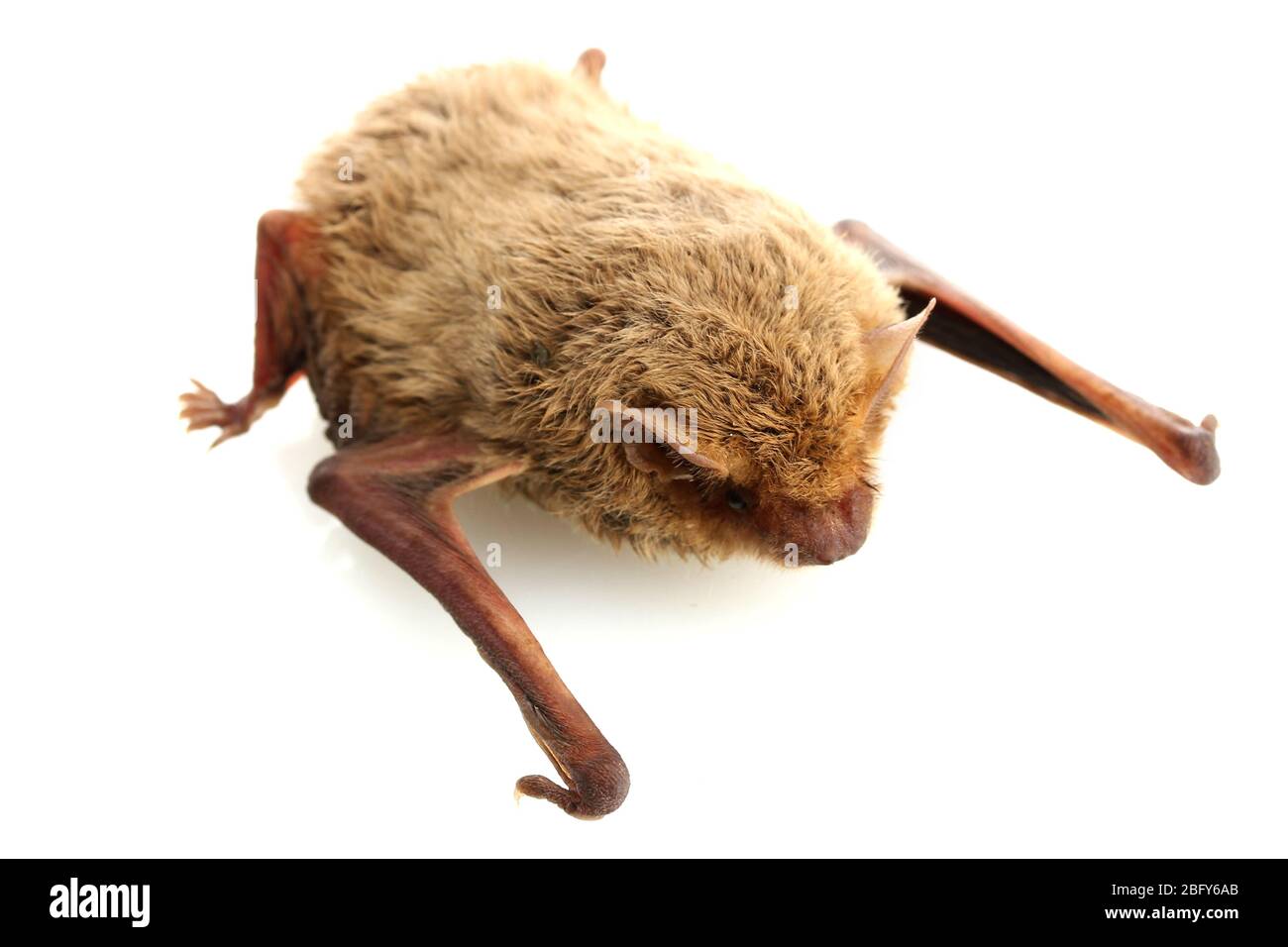 small bat, isolated on white Stock Photo - Alamy