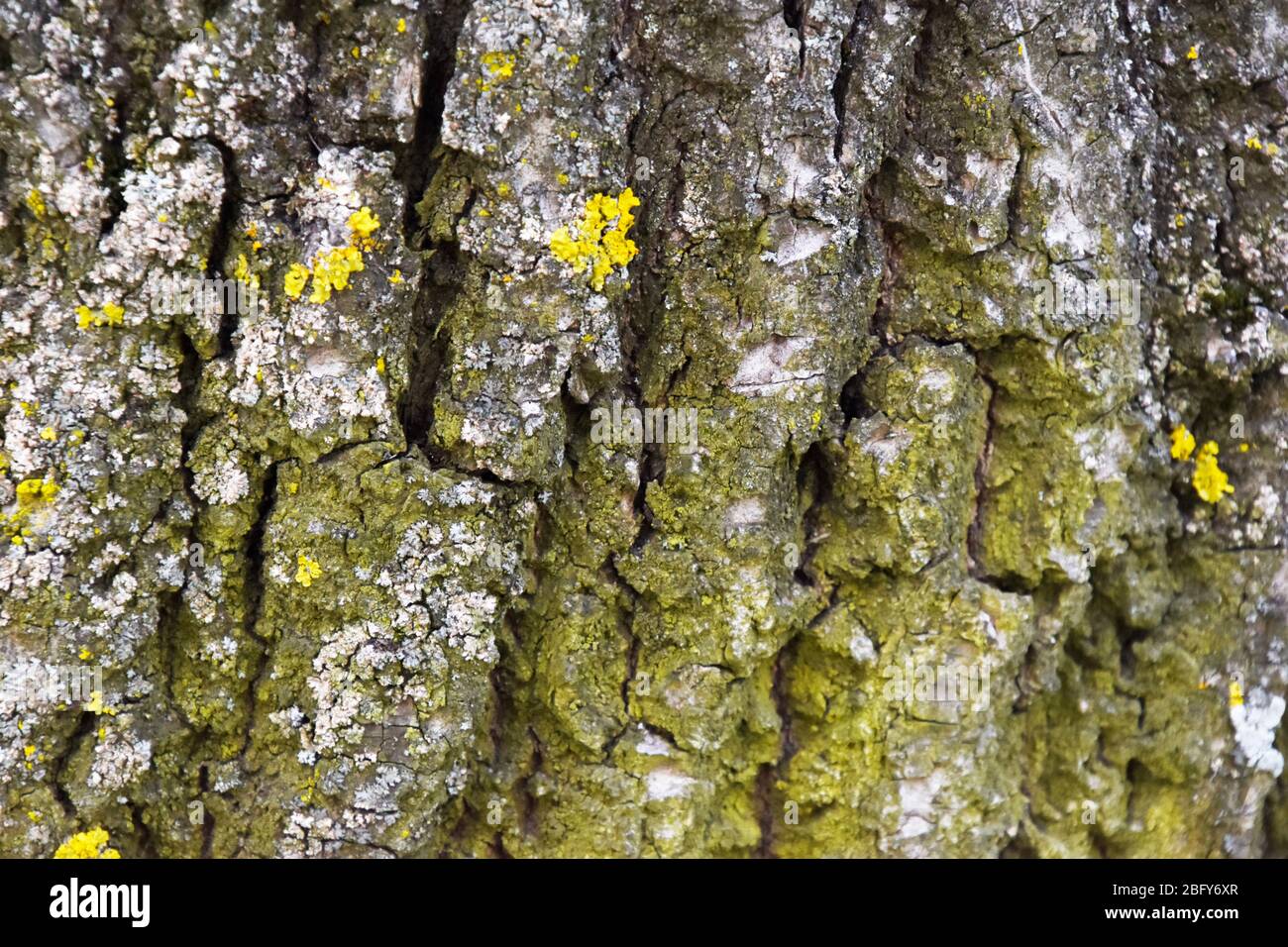 Tree bark with green and yellow moss close up. Stock Photo