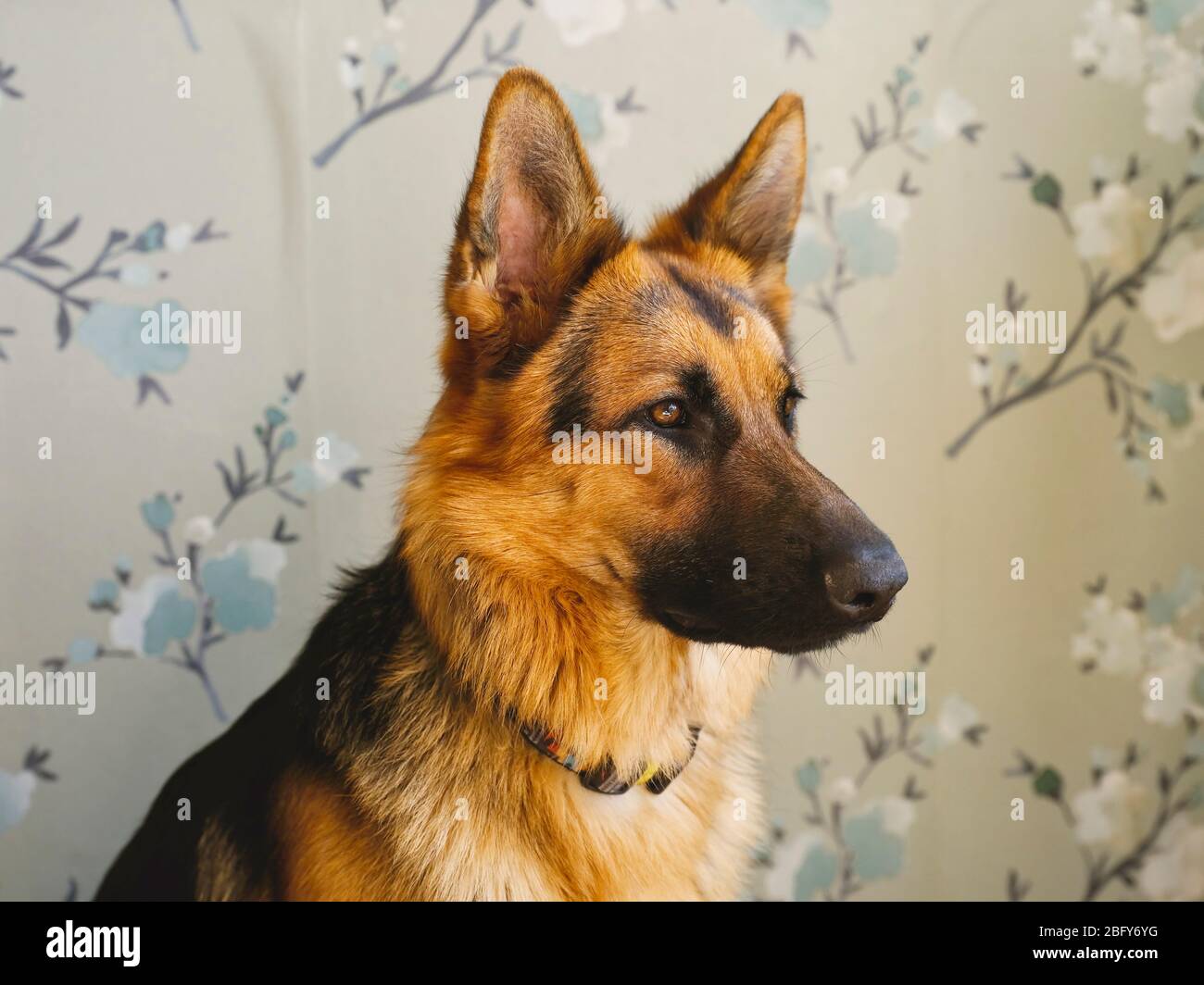 German Shepherd pup look away, against a wall with green floral wallpaper  Stock Photo - Alamy