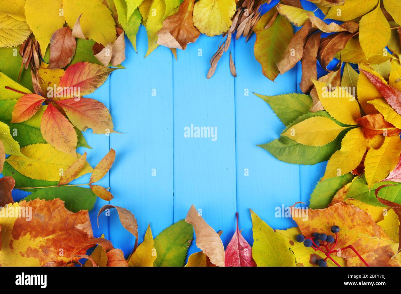 Bright autumn leaves on blue wooden board background Stock Photo - Alamy