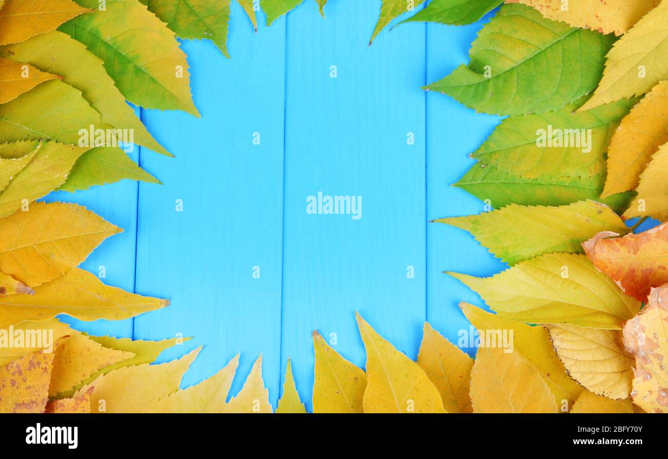 Bright autumn leaves on blue wooden board background Stock Photo - Alamy