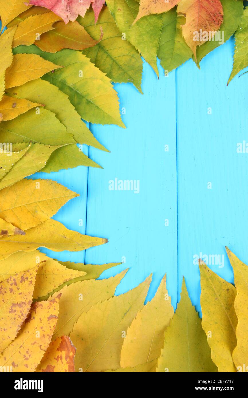 Bright autumn leaves on blue wooden board background Stock Photo - Alamy
