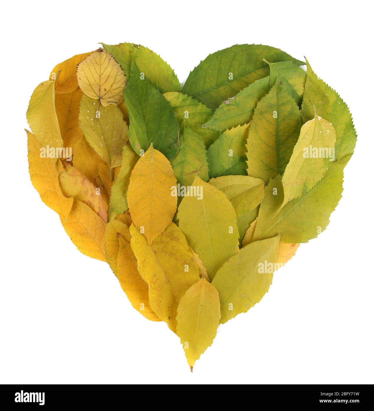 Bright autumn leaves lie in shape of heart isolated on white Stock ...