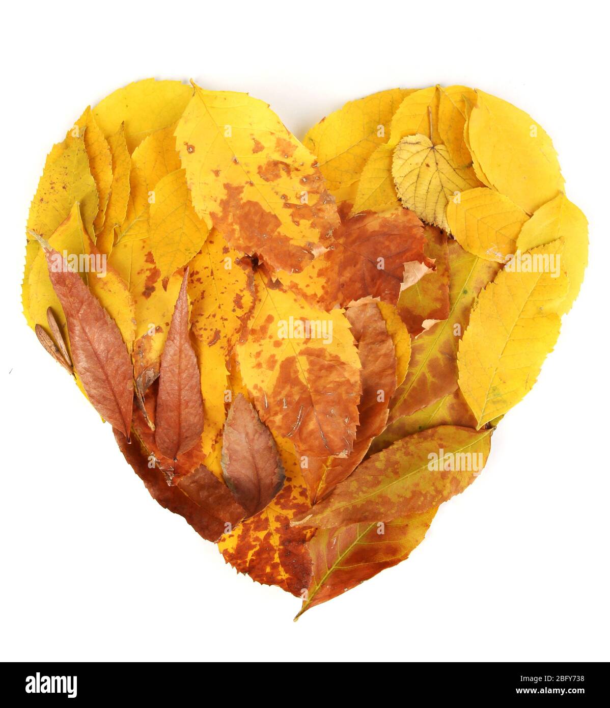 Bright autumn leaves lie in shape of heart isolated on white Stock ...