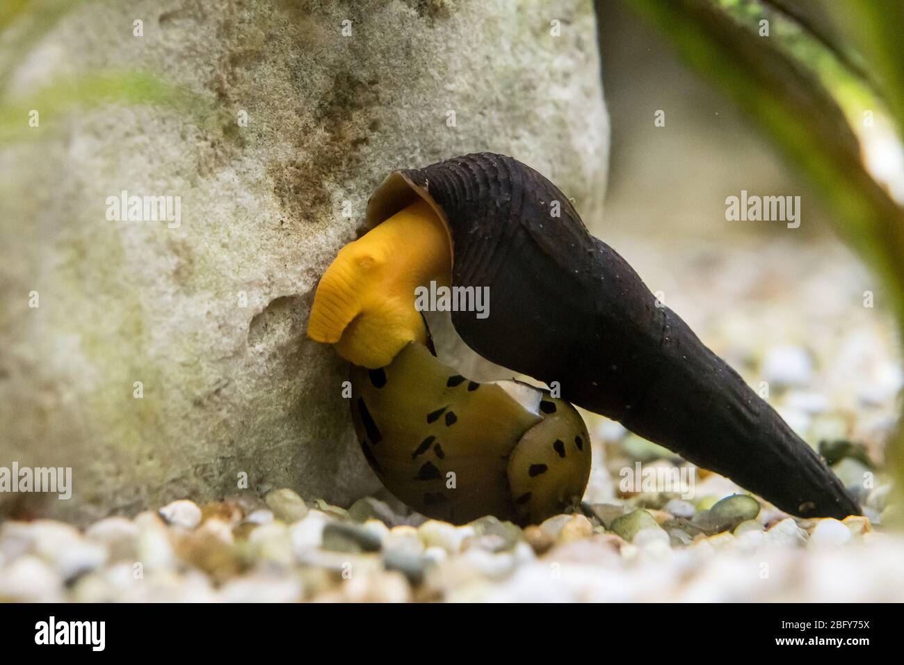portrait of eating trumpet snail under water Stock Photo
