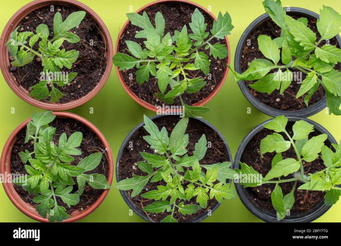 Repotting young tomato plants hi-res stock photography and images - Alamy