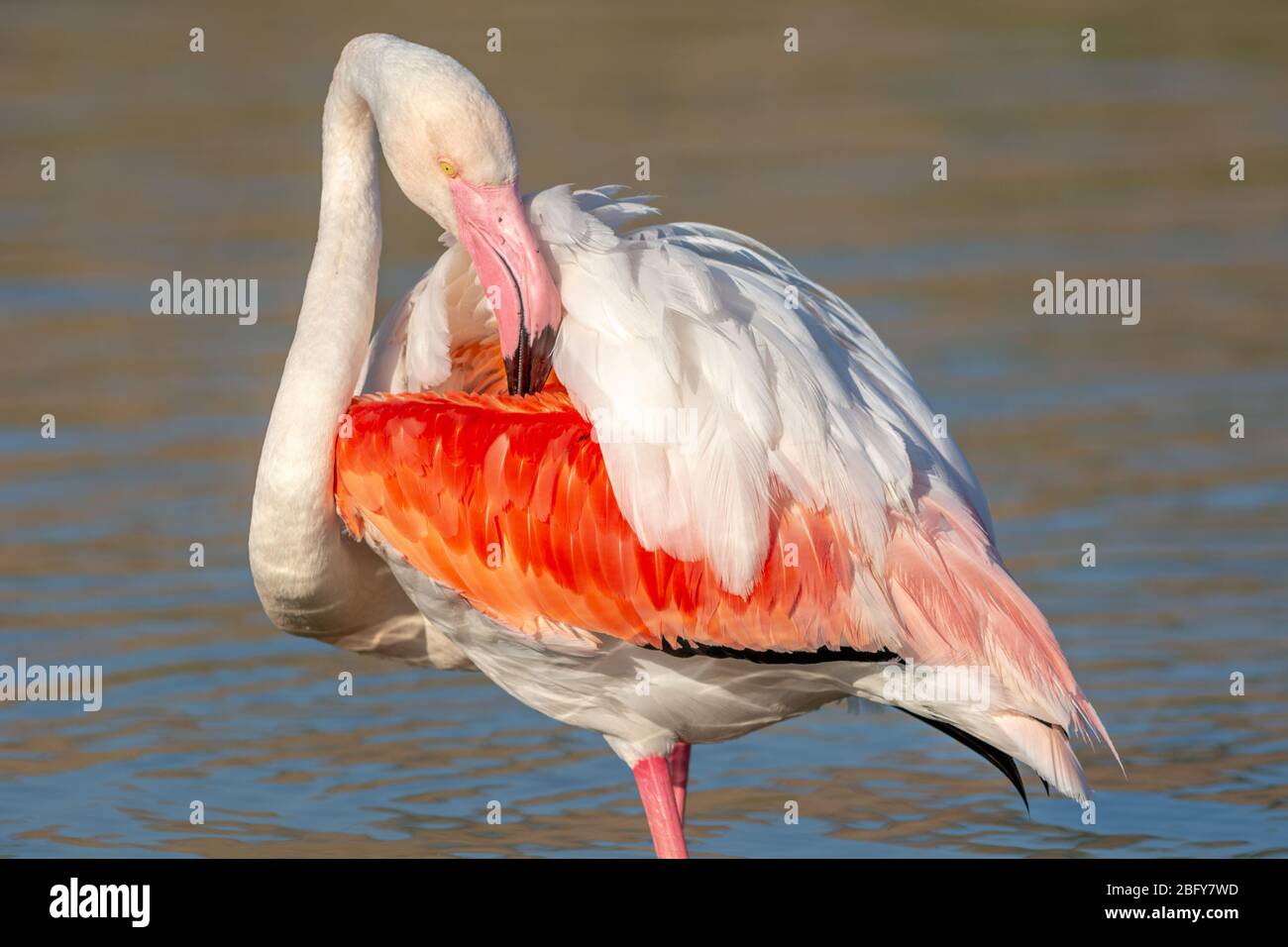 flamingo wading in the water in camargue Stock Photo