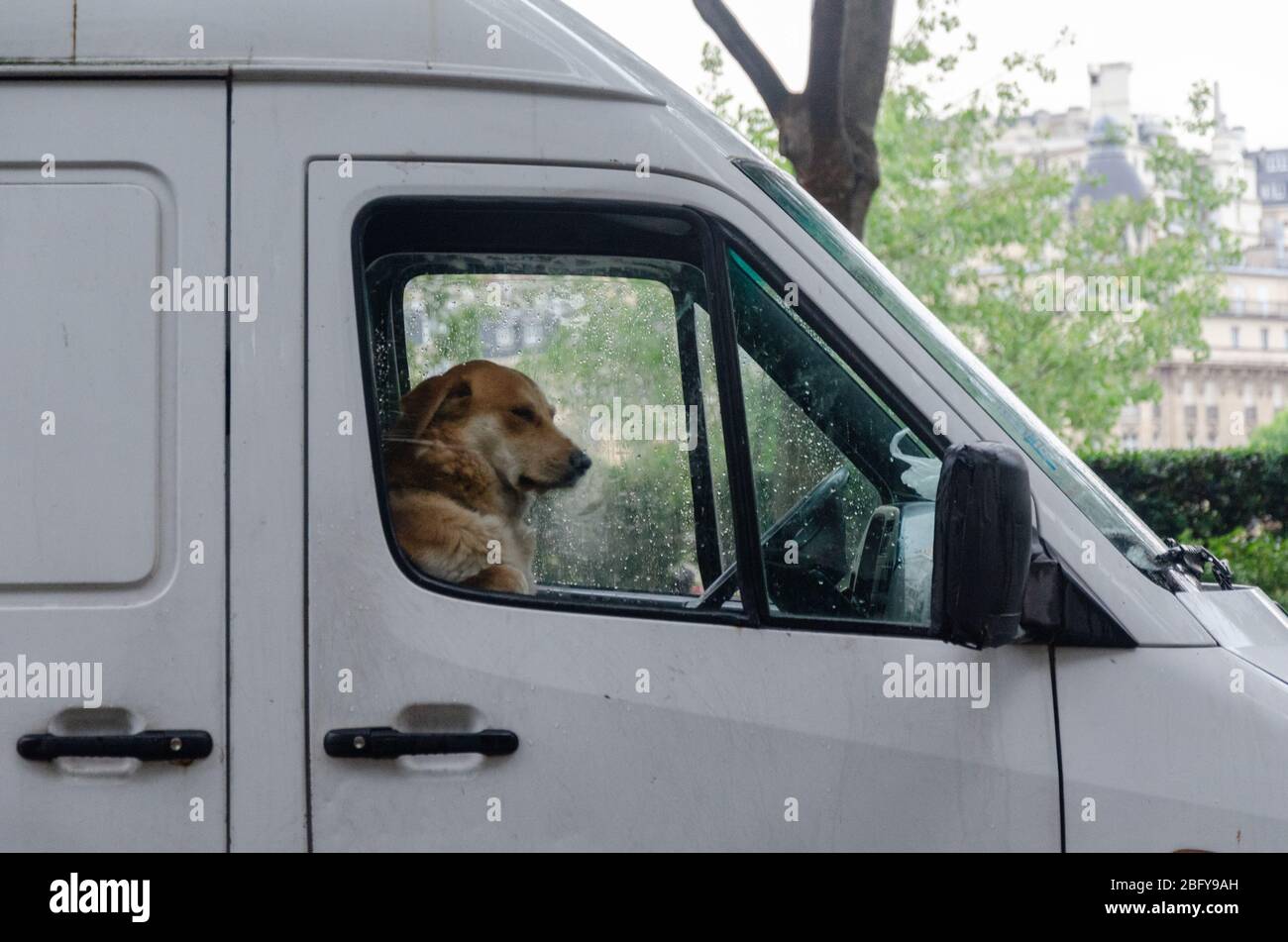 Dog driving van hi-res stock photography and images - Alamy
