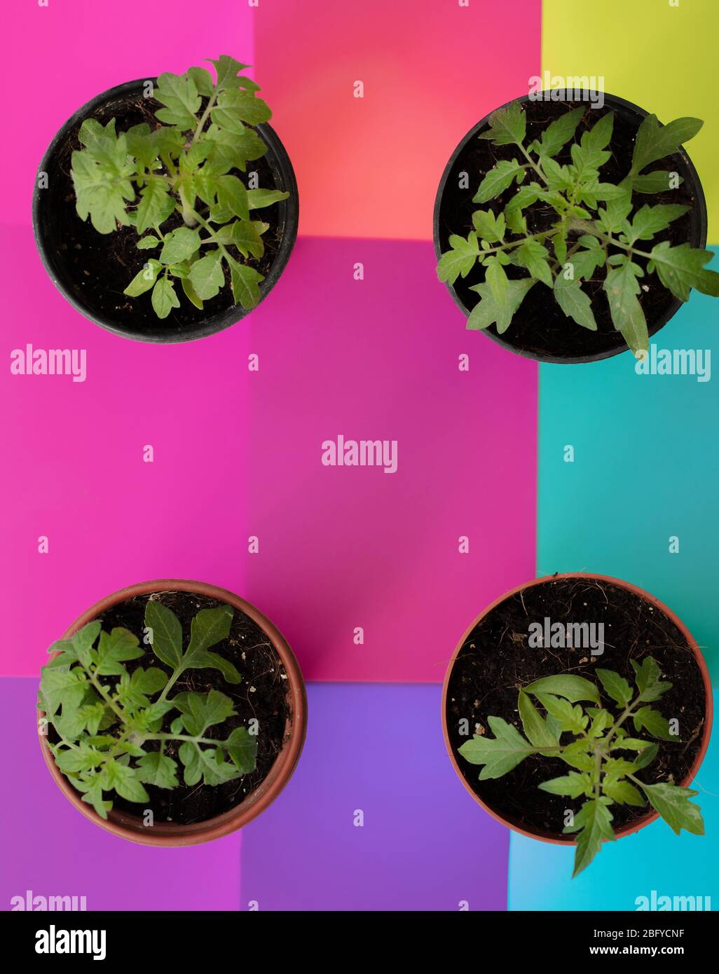 Repotting young tomato plants hi-res stock photography and images - Alamy