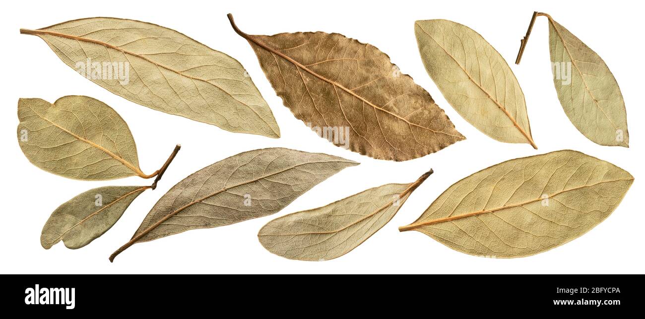 Dried bay leaf isolated on white background Stock Photo Alamy