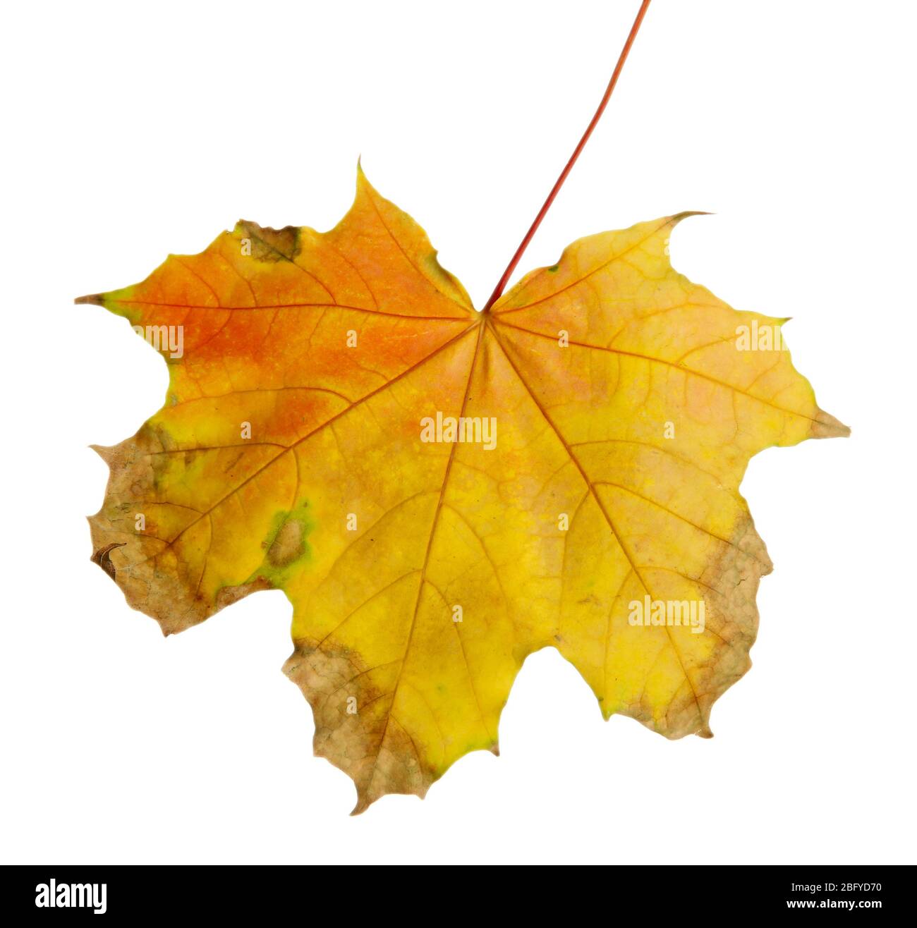 bright autumn maple leaf, isolated on white Stock Photo