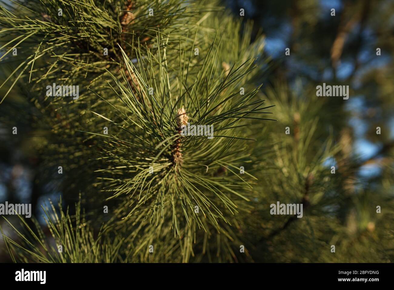 Closeup larch tree branches hi-res stock photography and images - Alamy