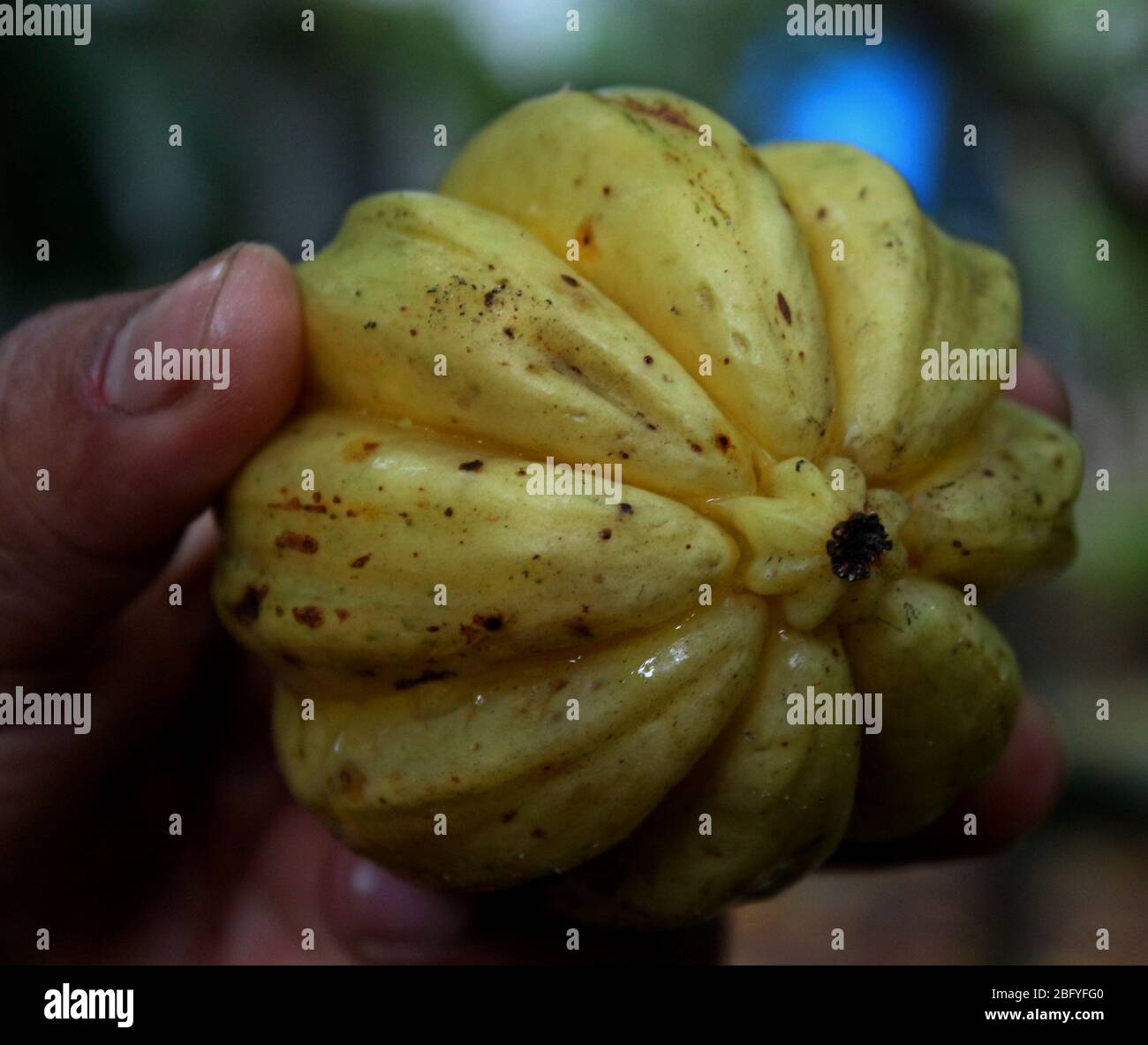 Garcinia cambogia also know pot tamarind Stock Photo