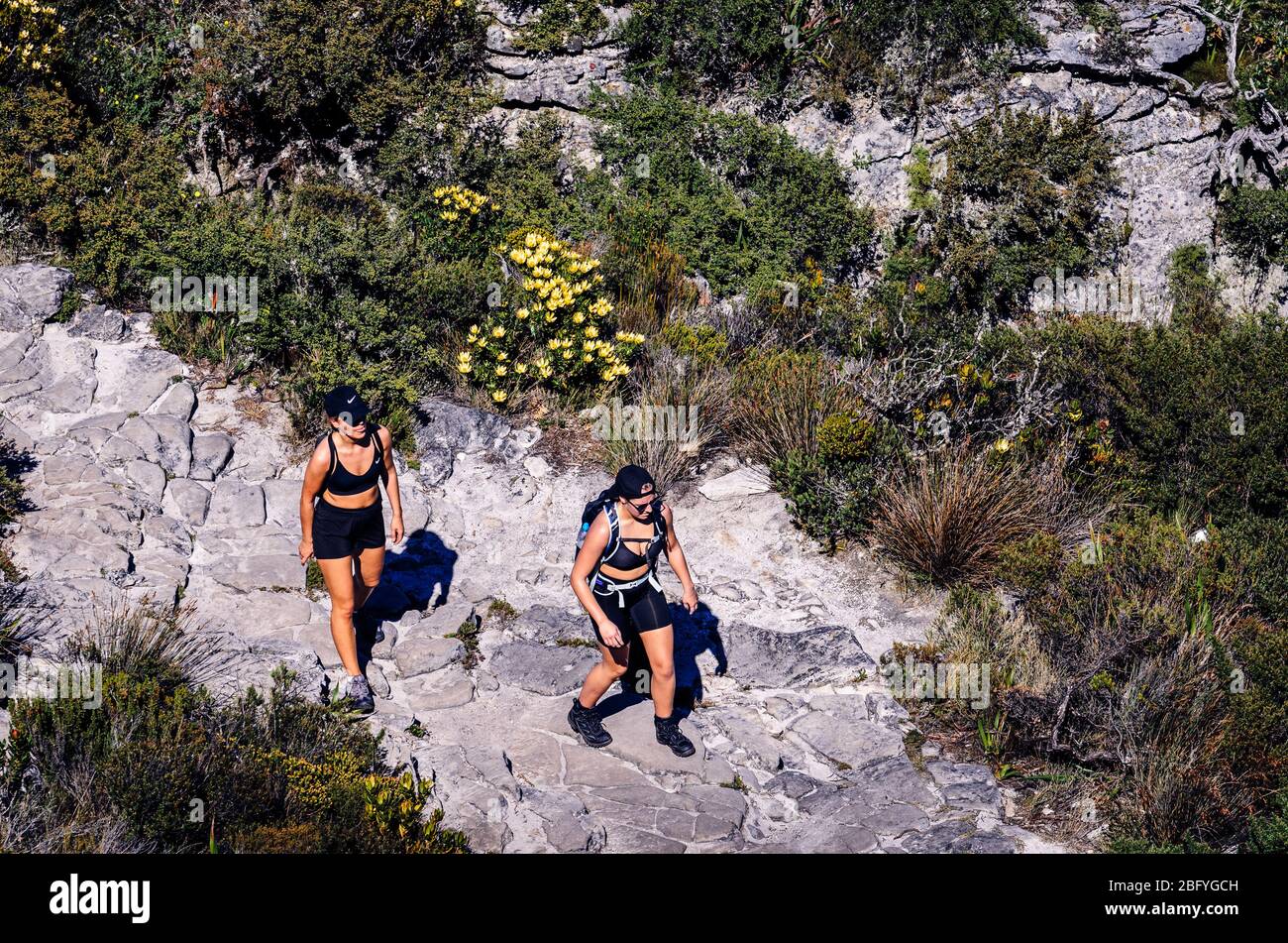 Female tourist hikers wearing shorts and caps walking on hot day on top of Table mountain national park  Cape Town South Africa Stock Photo