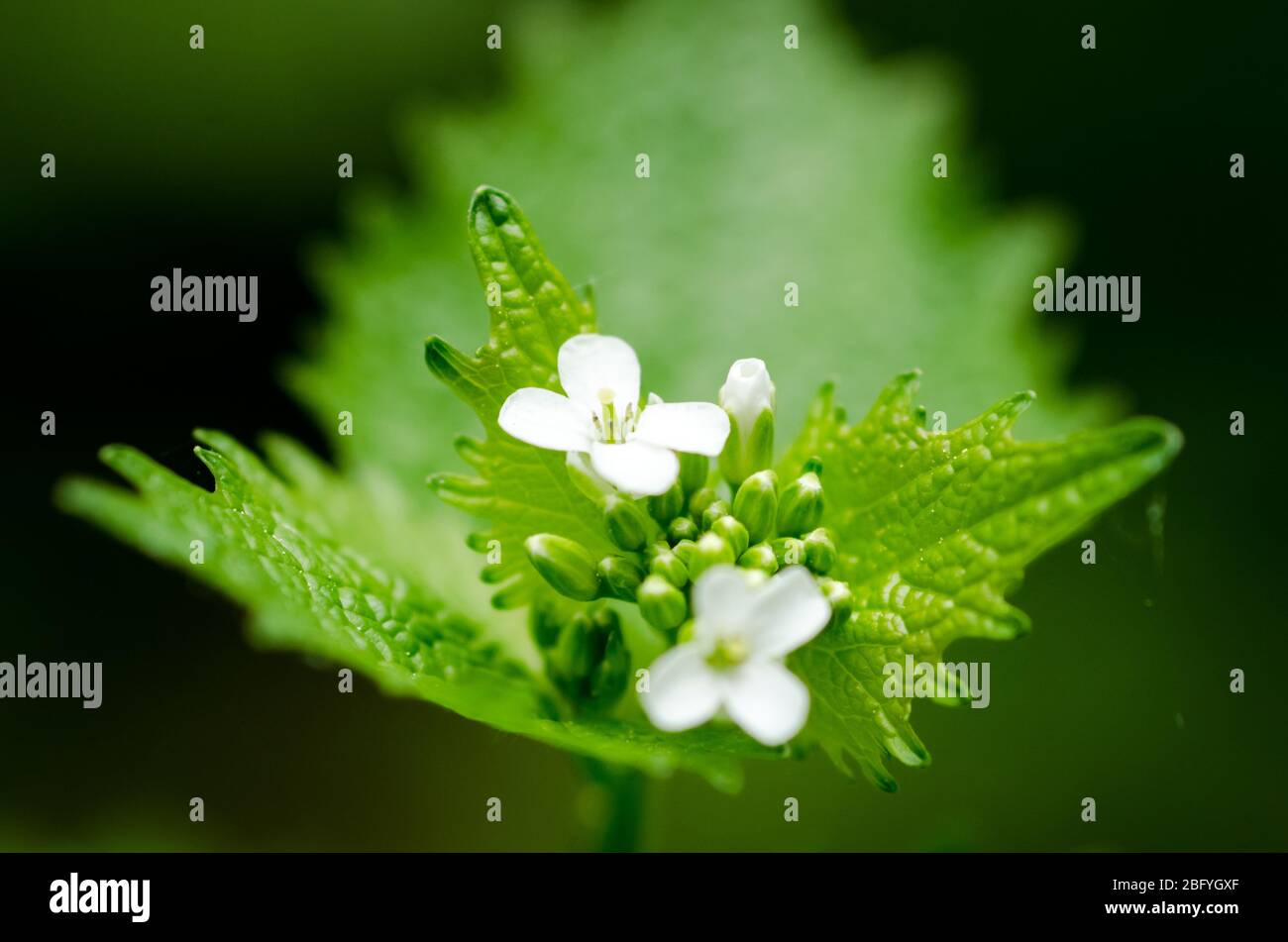 Alliaria petiolata, known as garlic mustard, flowers in a meadow during springtime in the countryside in Germany, Western Europe Stock Photo