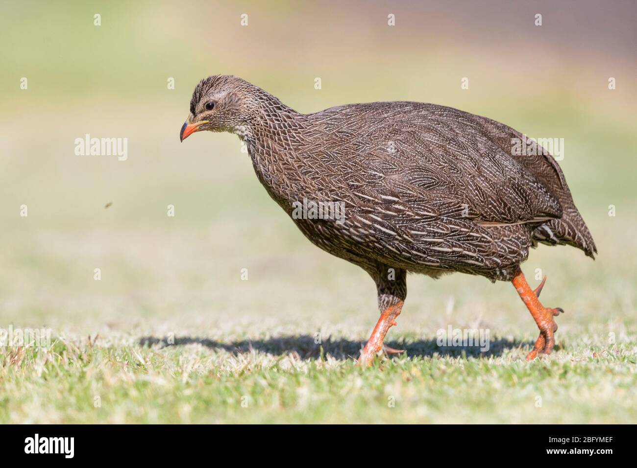 Cape Spurfowl (Pternistis capensis), side view of an adult male walking, Western Cape, South Africa Stock Photo