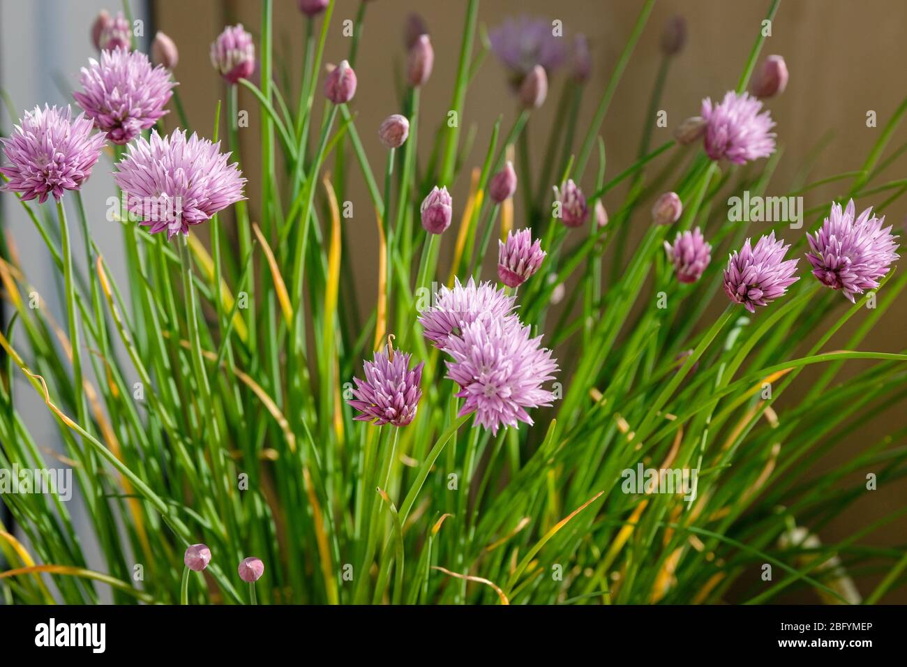 chives flowers in spring on a balcony Stock Photo