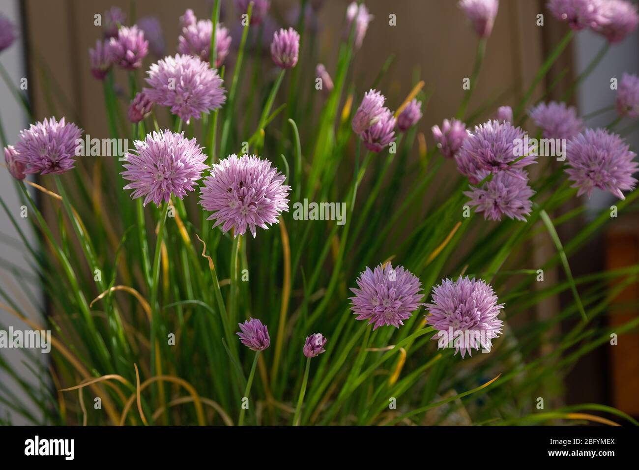 chives flowers in spring on a balcony Stock Photo