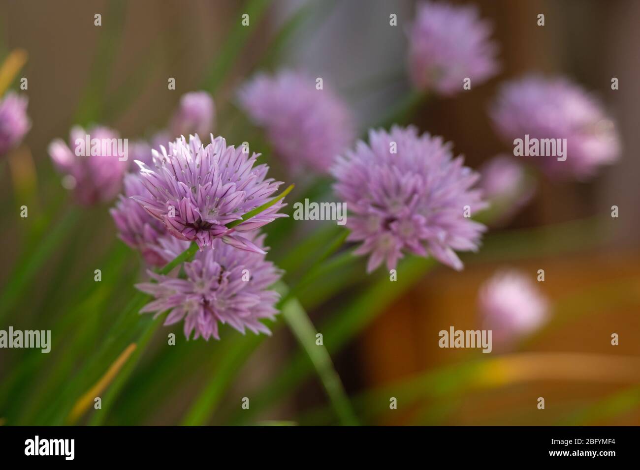 chives flowers in spring on a balcony Stock Photo