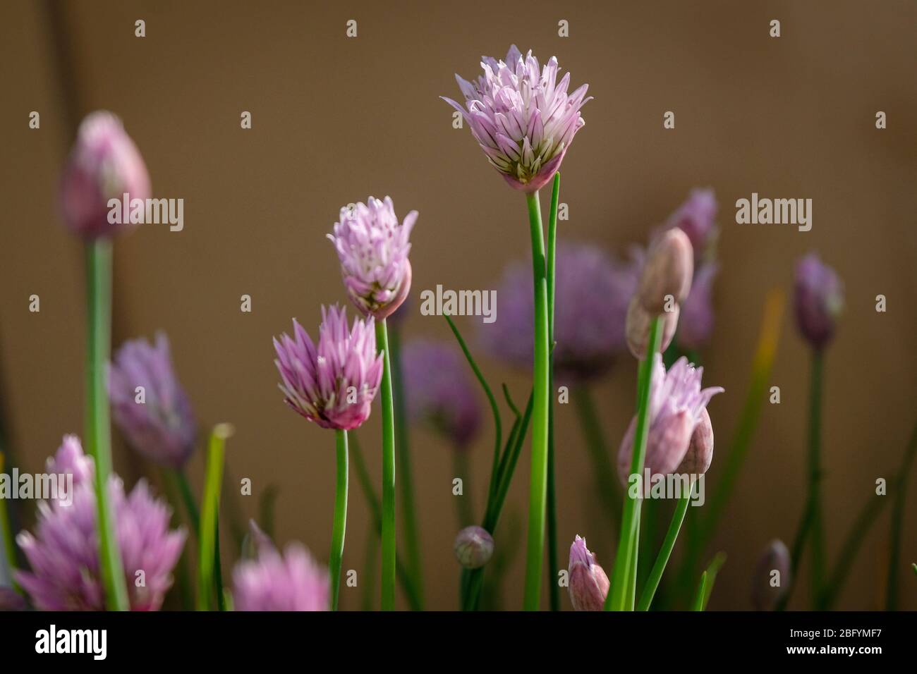 chives flowers in spring on a balcony Stock Photo