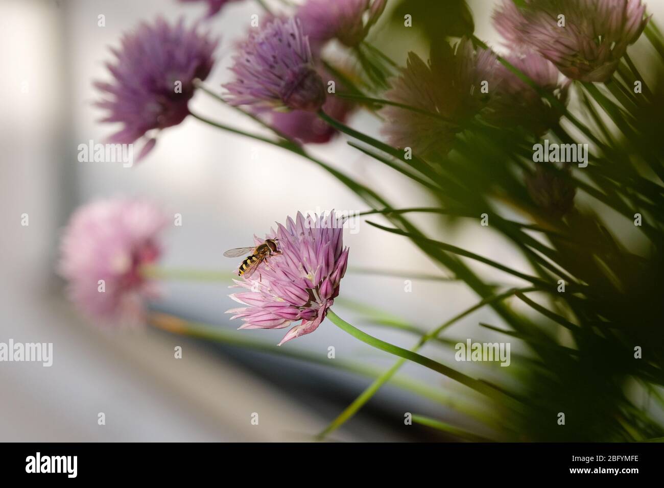 chives flowers and bee in spring on a balcony Stock Photo