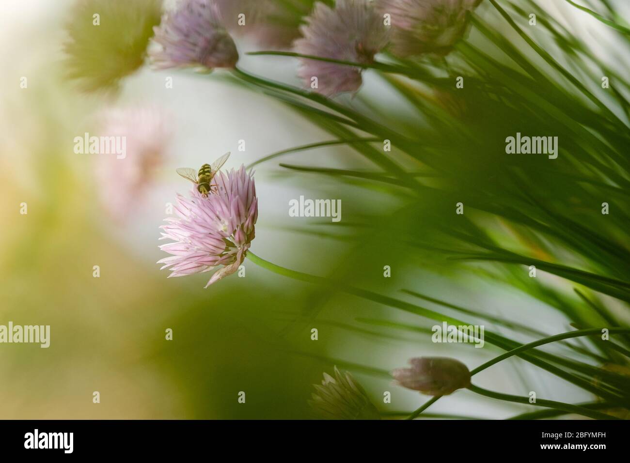 chives flowers and bee in spring on a balcony Stock Photo