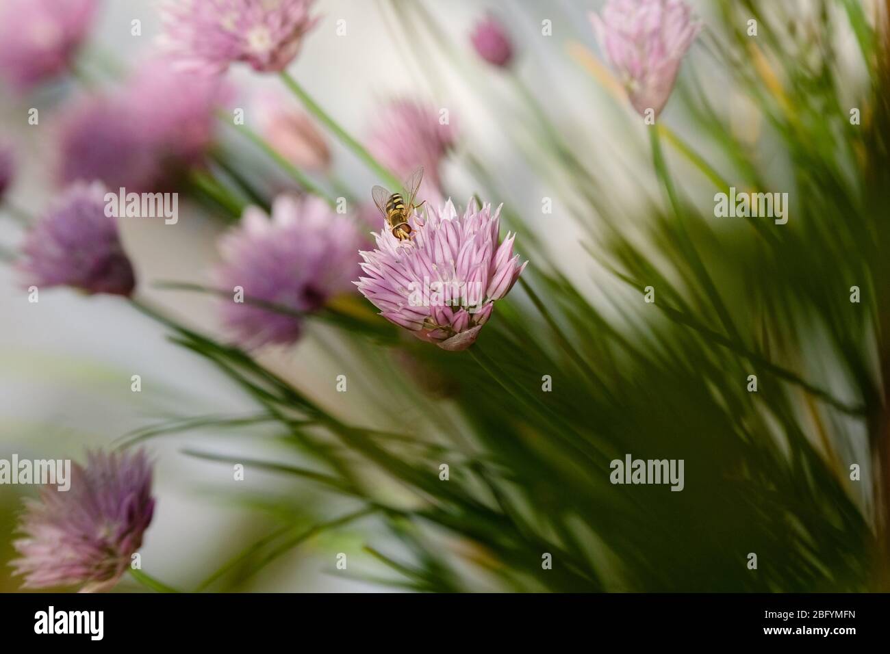 chives flowers and bee in spring on a balcony Stock Photo